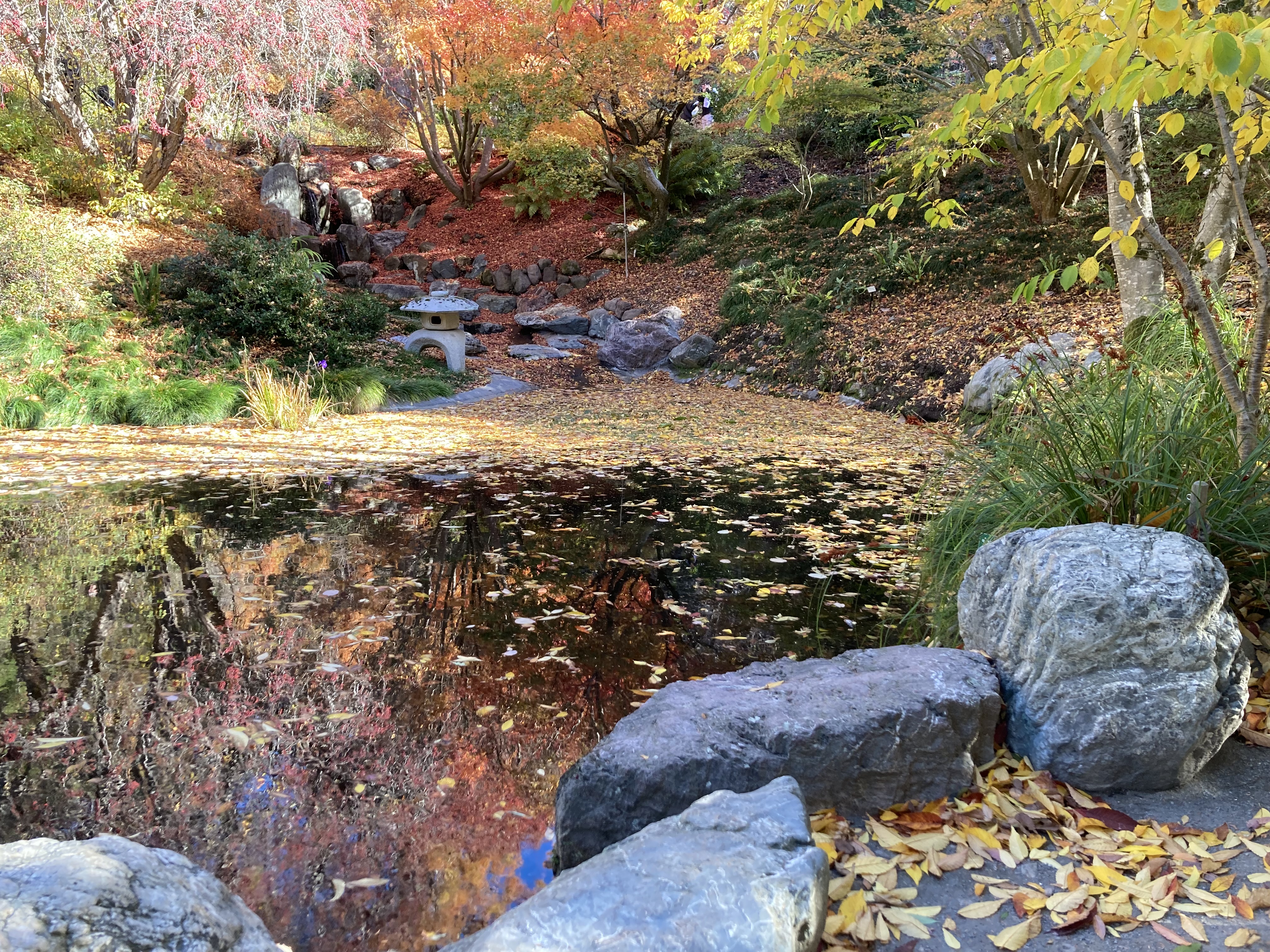 botanical garden pond