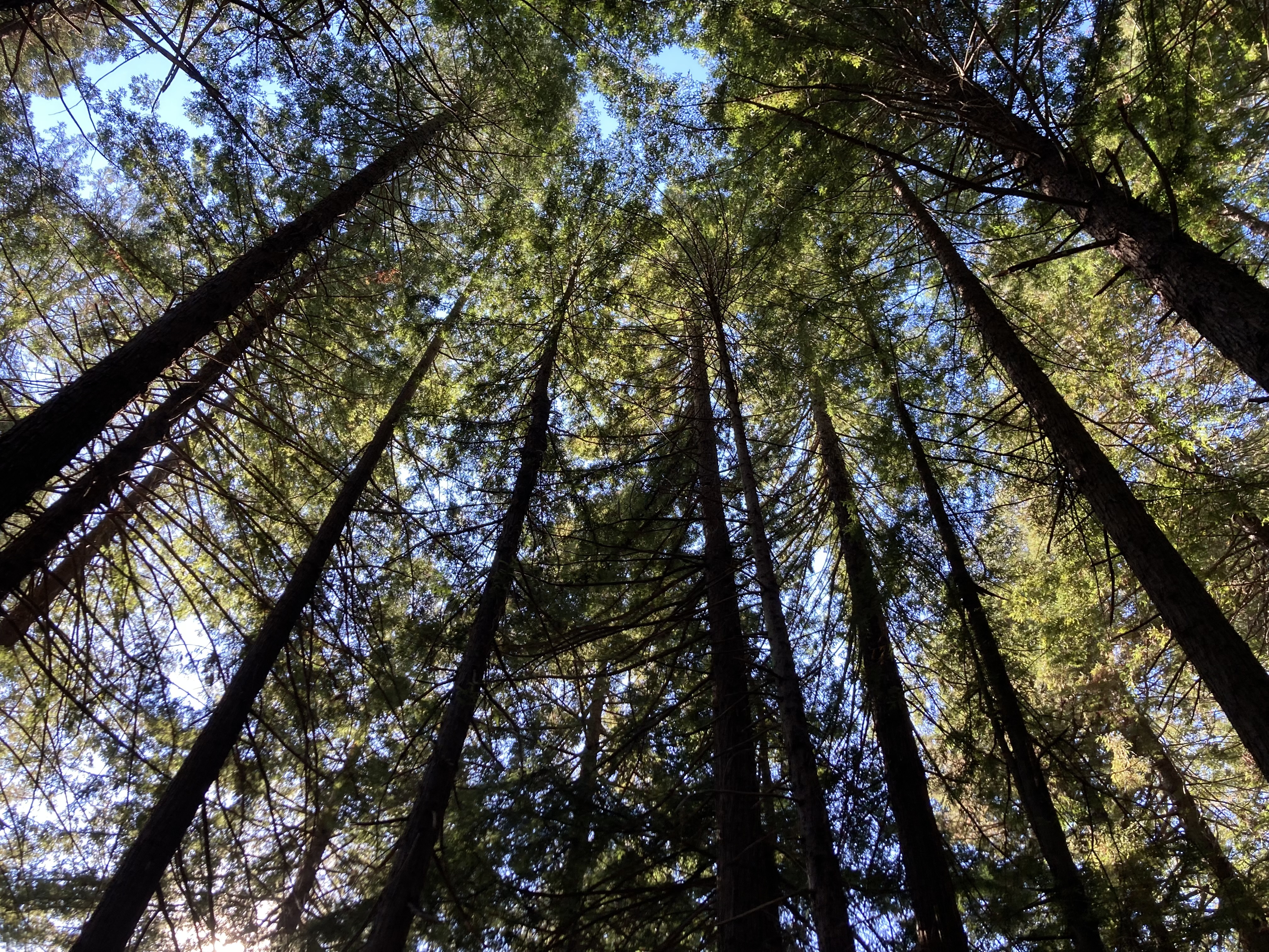 botanical garden redwood